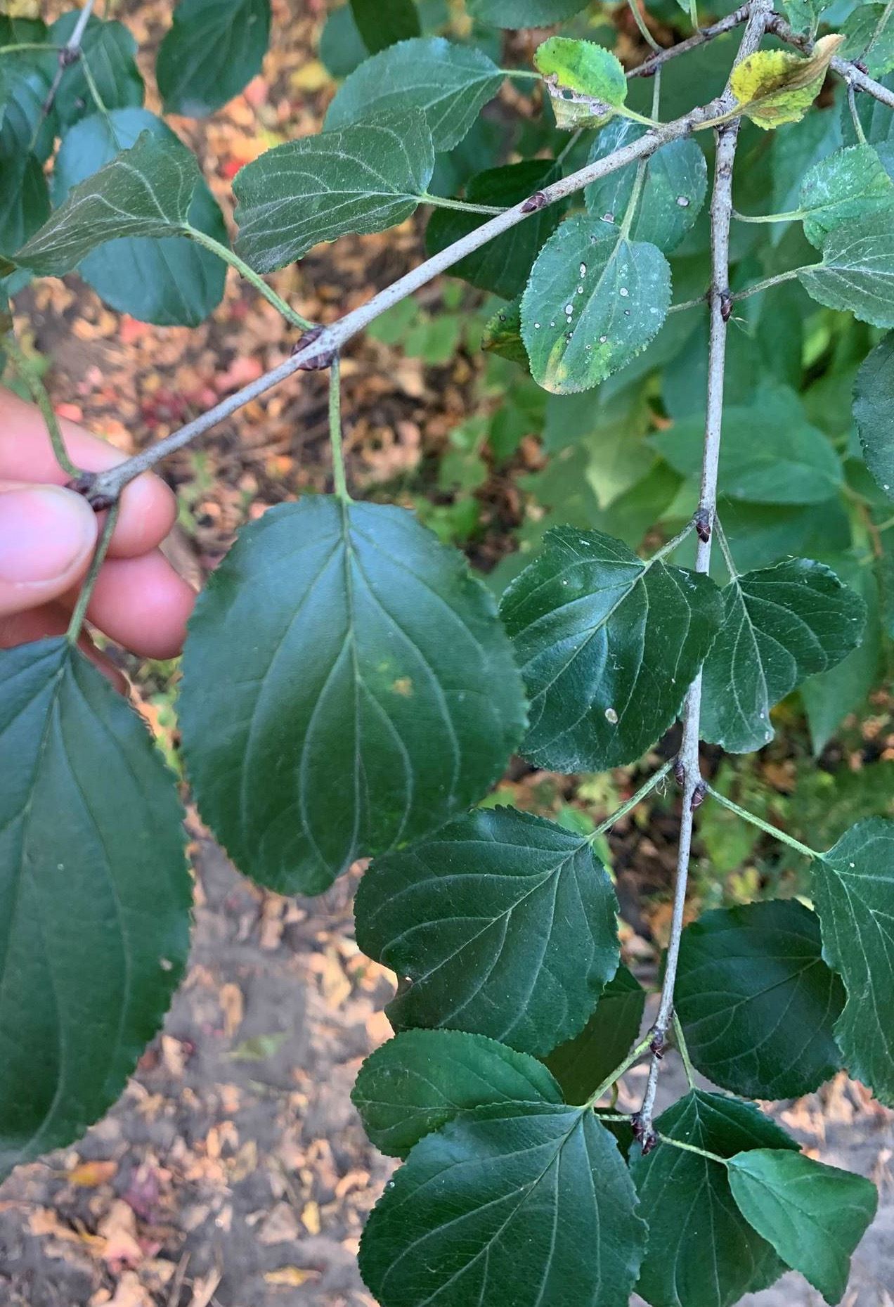 Buckthorn leaves up close
